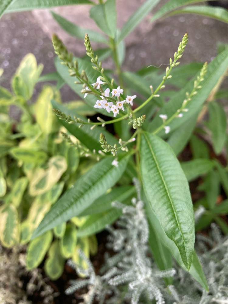 レモンバーベナの投稿画像 By Mimiroseさん ハーブとハーブの寄せ植えとハーブとハーブの寄せ植え 21月6月14日 Greensnap グリーンスナップ Greensnap グリーンスナップ