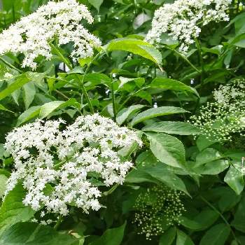 西洋ニワトコの投稿画像一覧 Greensnap グリーンスナップ