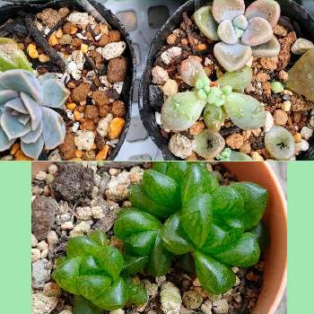 ハオルチア 葉挿しの投稿画像一覧 Greensnap グリーンスナップ