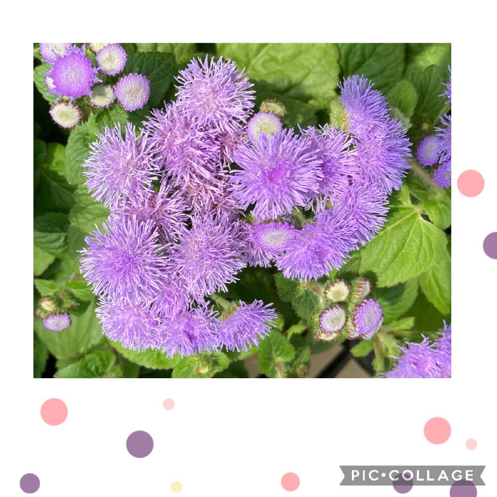 アゲラタムの投稿画像 By たか さん ふわふわとアゲラタムの花とgsに感謝 と蕾応援団と埼玉県と花のある暮らしと出先とむらさきいろ 21月6月14日 Greensnap グリーンスナップ