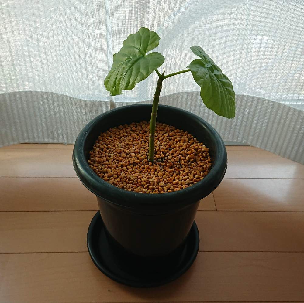 ウンベラータの投稿画像 By Rioさん 観葉植物と初心者とフィカス ウンベラータと部屋とオリジナルブレンド培養土と鹿沼土と赤玉土と軽石と可愛いと 観葉植物と初心者とフィカス ウンベラータとオリジナルブレンド培養土と鹿沼土と赤玉土と軽石と可愛い 21月6月14日 ウンベラータの投稿画像 By Rioさん 観葉植物と初心者とフィカス ウンベラータと部屋とオリジナルブレンド培養土と鹿沼土と赤玉土と軽石と可愛いと 観葉植物と初心者とフィカス ウンベラータとオリジナルブレンド培養土と鹿沼土と赤玉土と軽石と可愛い 21月6月14日