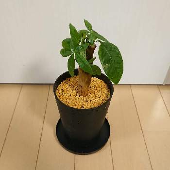 赤玉土の投稿画像一覧 Greensnap グリーンスナップ
