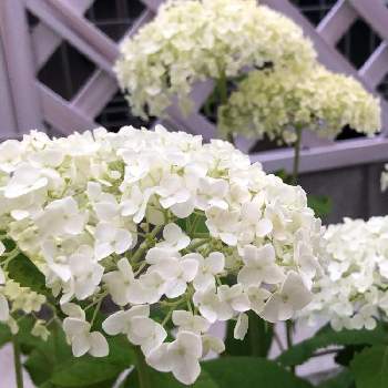 東北の夏の画像 by makiさん | 小さな庭と白い花とありがとう♡とアナベル  紫陽花と東北の夏