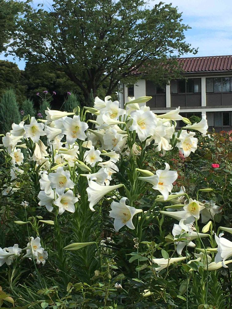 でんでんさんの港の見える丘公園への投稿