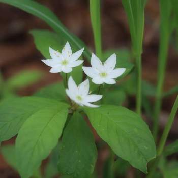 一切経山の投稿画像一覧 Greensnap グリーンスナップ