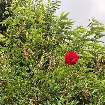 真っ赤な薔薇の花の画像 by まんちさん | 南天と薔薇と栗の木と一輪と裏山と真っ赤な薔薇の花