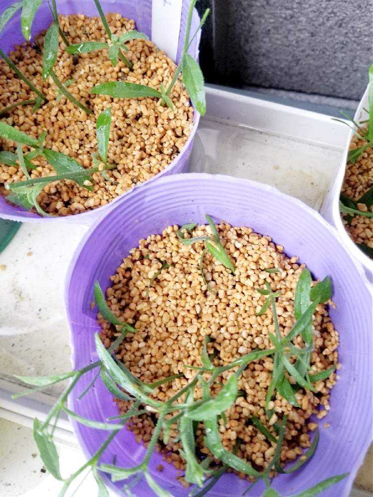 🌱挿し芽&挿し木🌱でふやそう🙋｜🍀GreenSnap（グリーンスナップ）