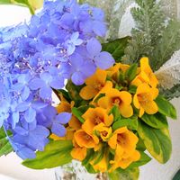 渥美のサンゴ姫,花のある暮らし,リシマキア♡,✨紫陽花✨,花に癒されての画像