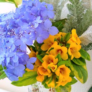 渥美のサンゴ姫,花のある暮らし,リシマキア♡,✨紫陽花✨,花に癒されての画像