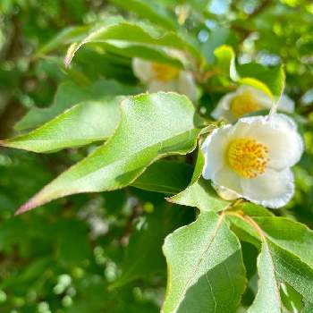 ヒメシャラの投稿画像一覧 Greensnap グリーンスナップ