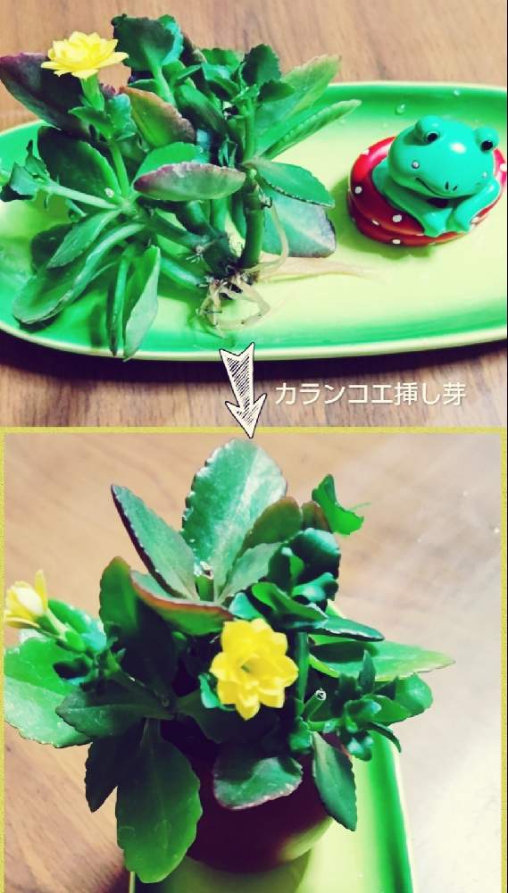 カランコエの投稿画像 By ケロケロカエルさん 我が家へようこそと今日の一枚と黄色のお花と我が家シリーズとはなのあるくらしと 毎月13日と14日は葉挿し の日と毎月13日と14日葉挿しの日と毎月13日と14日は葉挿しの日 21月6月14日 Greensnap グリーンスナップ
