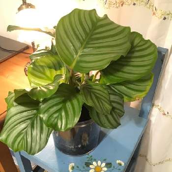 カラテアオルビフォリアの投稿画像一覧 Greensnap グリーンスナップ