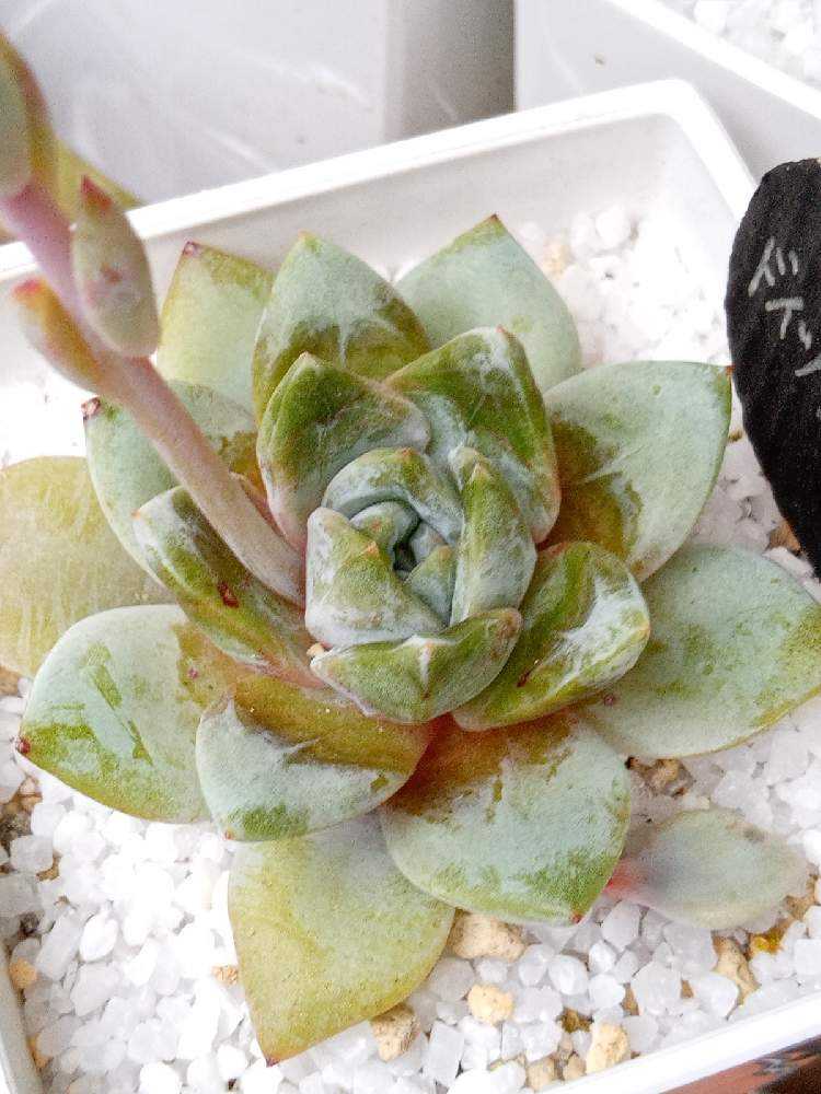 多肉屋さん厳選の多肉植物30品種を集めてみた🪴ドイツシャンパン編