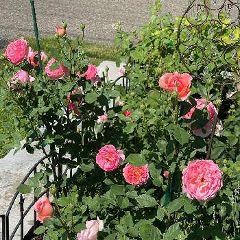 バラ ボスコベルの画像 by ブルーネストさん | 小さな庭とイングリッシュローズとDA ボスコベルとバラ ボスコベルとばら バラ 薔薇とコーラル色の花とおうち園芸と香る花とデビッドオースティンとバラが好きとロザリアン