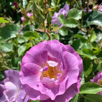 ブルーフォーユーの投稿画像一覧 Greensnap グリーンスナップ