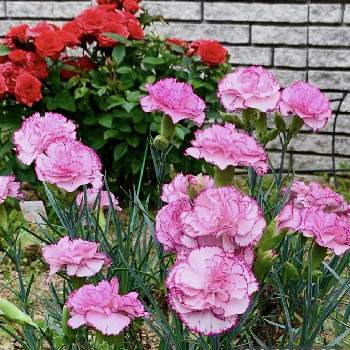 母の日のカーネーションの画像 by ココちゃんさん | カーネーションとミニ 薔薇と癒しの植物と我が家の花壇と綺麗と素敵な出会いに感謝と自宅の庭と可愛いと花のある暮らしと母の日のカーネーション