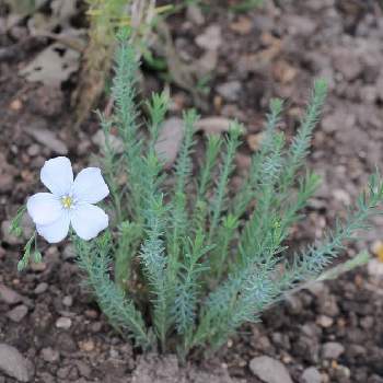 宿根アマの投稿画像一覧 Greensnap グリーンスナップ 宿根アマの投稿画像一覧 Greensnap グリーンスナップ