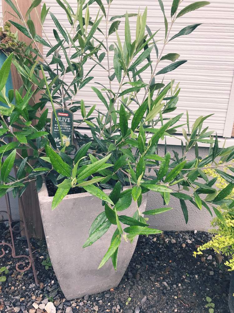 オリーブの投稿画像 By Rin5rieさん ヒナカゼと成長中とお気に入りの鉢と植物 21 21月6月15日 Greensnap グリーンスナップ