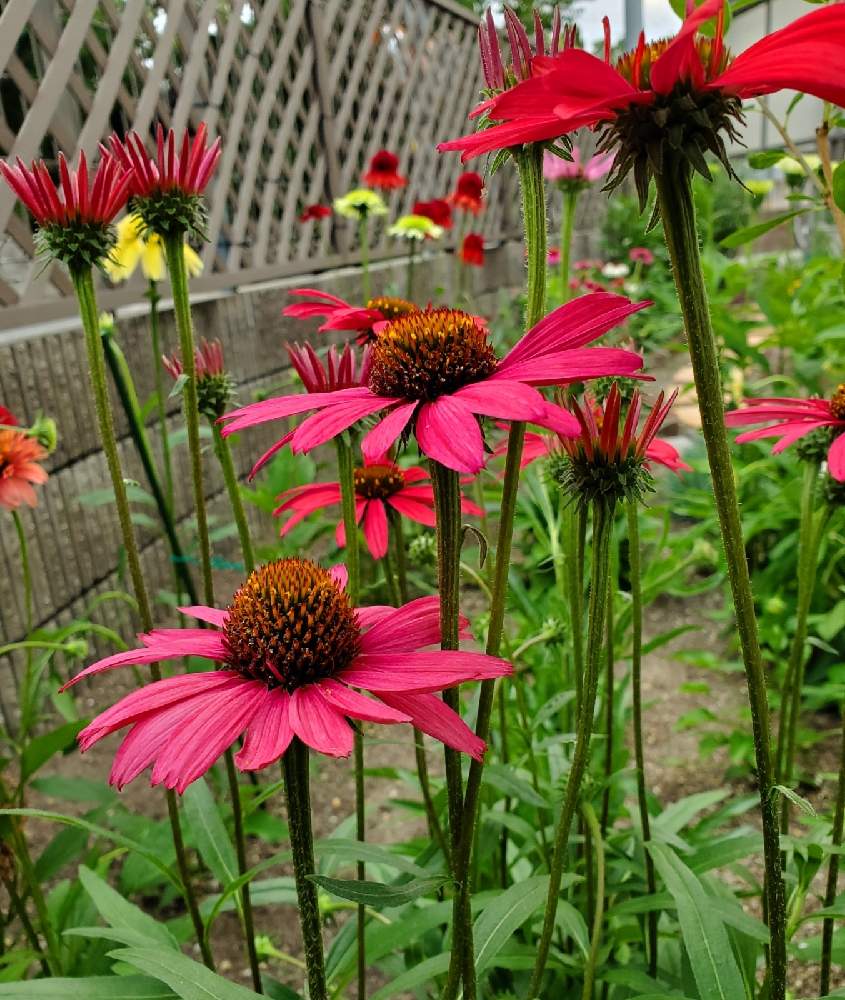 エキナセア ディキシースカーレットの投稿画像 By ちぃさん いっもありがとう と広い花壇が欲しいなぁと一重咲きとはなのある暮らしとちぃ エキナセア 21月6月15日 Greensnap グリーンスナップ