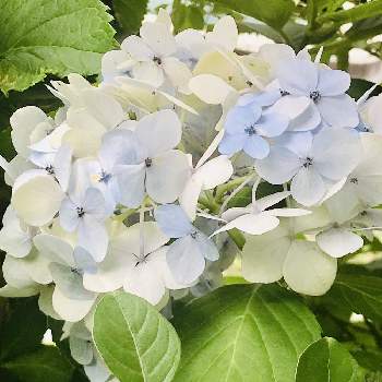 ペールトーンの投稿画像一覧 Greensnap グリーンスナップ