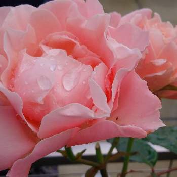 薔薇 ダフネの画像 by こっちゃんさん | 小さな庭と薔薇 ダフネとバラの鉢植えとだいすきな薔薇と薔薇を愛する