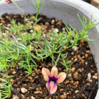 モノプシスの投稿画像一覧 Greensnap グリーンスナップ