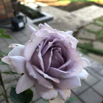 ルシファーの画像 by suryaさん | ルシファーとバラと薔薇愛同盟とバラのある暮らしと河本バラ園と河本ローズと私の庭と花のある暮らしとバラ・ミニバラ