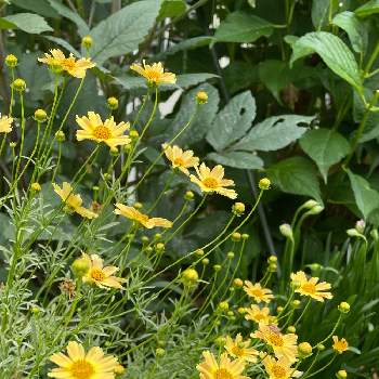 コレオプシス　スイートマーマレードの画像 by yossyさん | コレオプシスとコレオプシス　スイートマーマレードとオレンジ色の花とくつろぎの庭と夏の花とつぼみと花のある庭