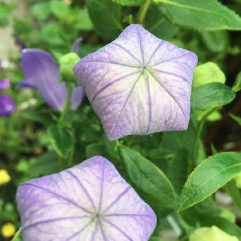 桔梗の蕾の投稿画像一覧 Greensnap グリーンスナップ