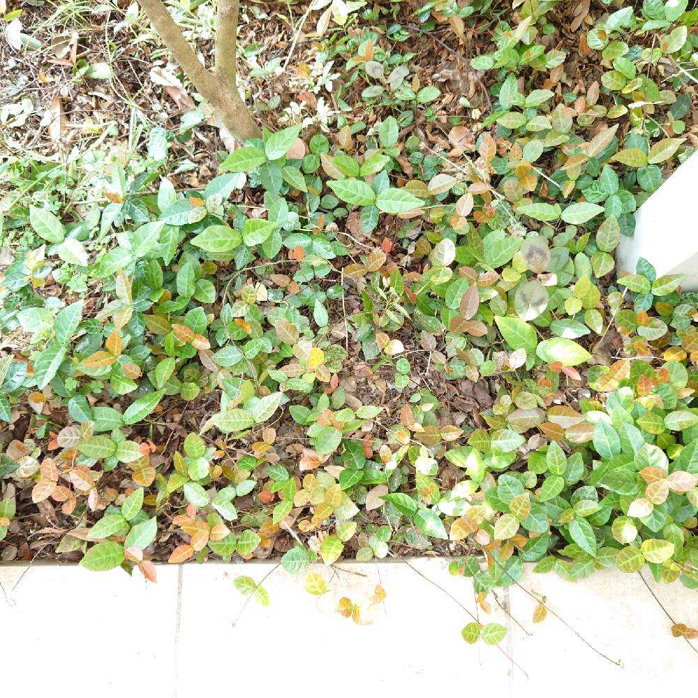 ブーゲンビリアに憧れて １ Greensnap グリーンスナップ