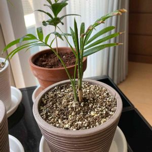 テーブルヤシ,観葉植物,100均観葉植物,部屋の画像