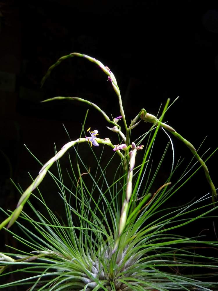 チランジア フィリフォリアの投稿画像 By ねくさん エアプランツ チランジアとチランジア属と室内ジャングル化と植物育成ライトamaterasled アマテラス とインテリアプランツとエアプランツとインテリアグリーンと エアープランツ チランジア 21月6月15日