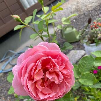 バラ ボスコベルの画像 by あー*さん | 小さな庭とボスコベルとバラ ボスコベルとばら バラ 薔薇とデビッドオースチンとピンクのバラ♡とバラ好きと地植え
