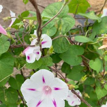 西洋朝顔 ミルキーウェイの投稿画像一覧 Greensnap グリーンスナップ