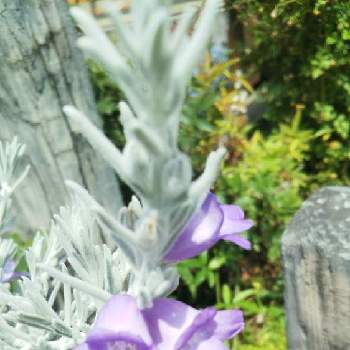 エレモフィラニベア の投稿画像一覧 Greensnap グリーンスナップ