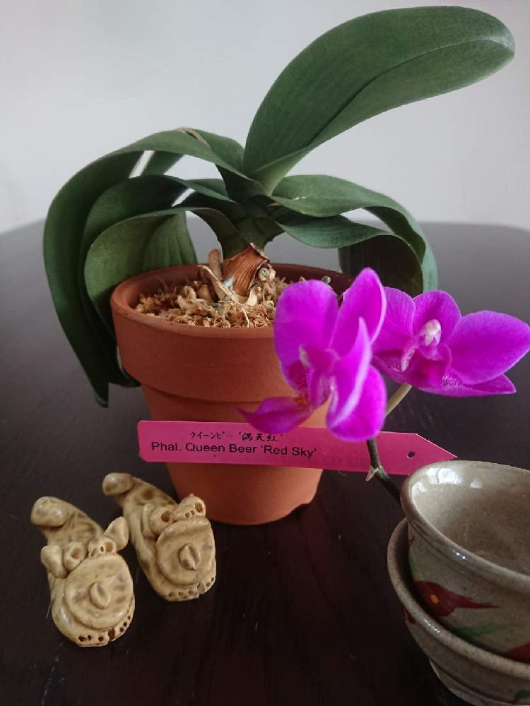 胡蝶蘭 初めての植え替えチャレンジ Greensnap グリーンスナップ