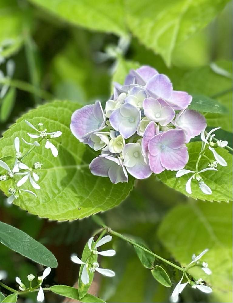 西洋アジサイの投稿画像 By ぽわんさん ユーフォルビアダイアモンドフロスト とお花が好きと紫陽花 アジサイ あじさいと挿木と白いお花と自宅の花と自宅とエントランスとお花が好きと紫陽花 アジサイ あじさいと挿木と白いお花と自宅の花と自宅 21月6月15日