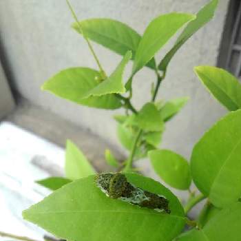困ったちゃんの投稿画像一覧 Greensnap グリーンスナップ