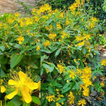 美女柳の投稿画像一覧 Greensnap グリーンスナップ