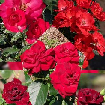 バラ 紅の投稿画像一覧 Greensnap グリーンスナップ