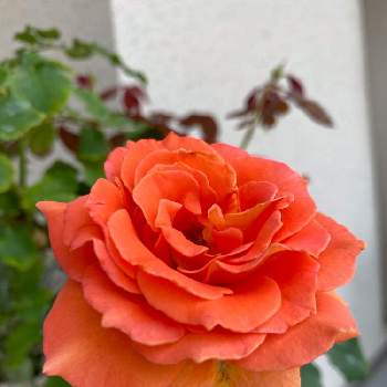 薔薇 ブラスバンドの画像 by つくしちゃんさん | 薔薇 ブラスバンドと薔薇loveとお庭のお花と鉢植えとお花のある生活とオレンジ色のお花