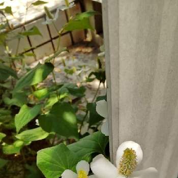 臭い花の投稿画像一覧 Greensnap グリーンスナップ