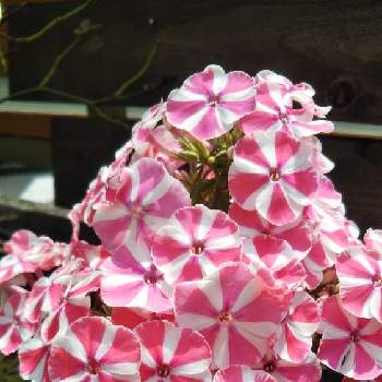 フロックス パニキュラータの投稿画像一覧 Greensnap グリーンスナップ