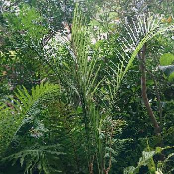 botaヤシの画像 by botanicallifeさん | バルコニー/ベランダとLytocaryum weddellianum(ブラジルヒメヤシ)とアカシア トルティリスとヤシとブラジルヒメヤシとbotaヤシとプラントハント収穫記録2021bota