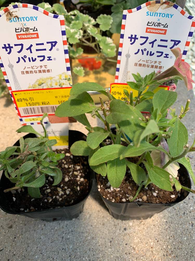 見切り品のサフィニアパルフェを育てる Greensnap グリーンスナップ