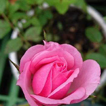 ミニバラ無名の画像 by 山ちゃんさん | ミニバラ無名と鉢植えと花のある暮らしと我が家のバラと今日のバラ