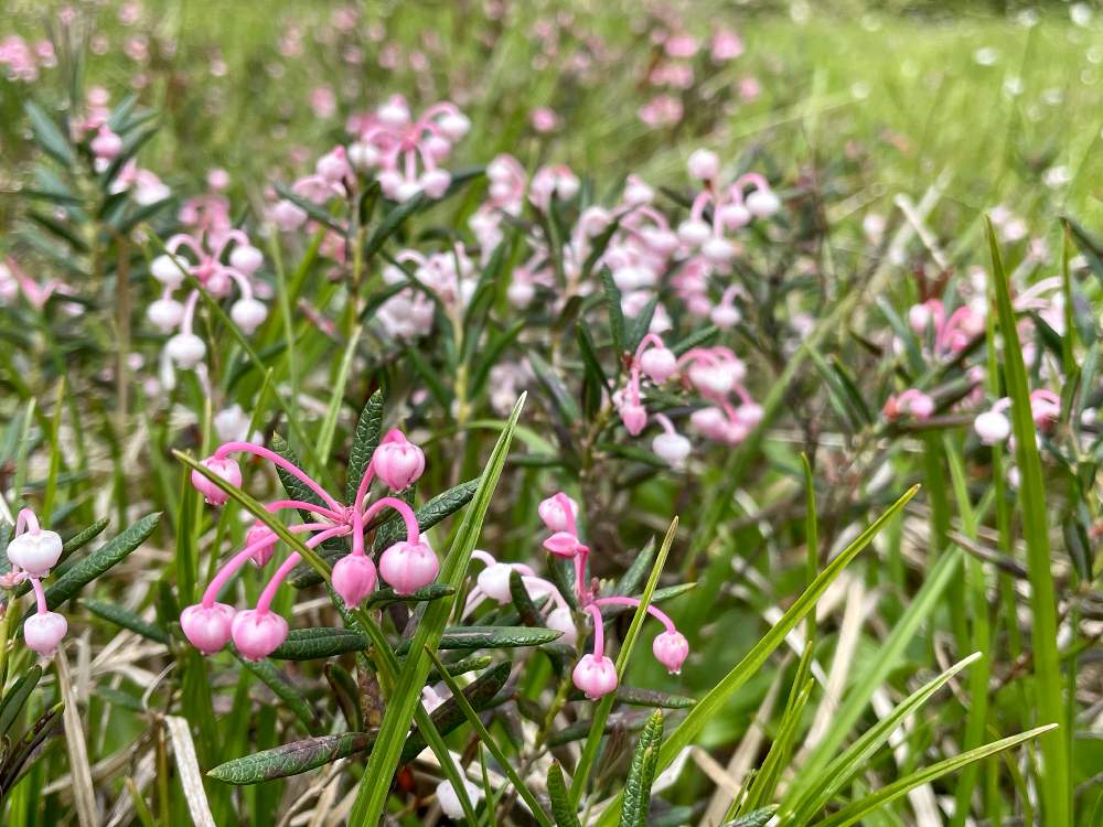 ヒメシャクナゲの投稿画像 By ふぇるめーる さん お出かけ先と湿原の植物とピンクの花と山野草とツツジ科と高山植物類と湿原の植物とピンクの花と山野草とツツジ科と高山植物類 21月6月15日 Greensnap グリーンスナップ Greensnap グリーンスナップ ヒメシャクナゲの投稿画像 By ふぇるめーる さん お出かけ先と湿原の植物とピンクの花と山野草とツツジ科と高山植物類と湿原の植物とピンクの花と山野草とツツジ科と高山植物類 21月6月15日 Greensnap グリーンスナップ Greensnap グリーンスナップ
