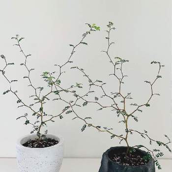 小さな葉っぱの投稿画像一覧 Greensnap グリーンスナップ