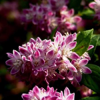 紅ウツギの投稿画像一覧 Greensnap グリーンスナップ