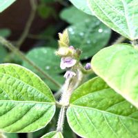 枝豆,種まきっ子,ベランダ菜園,プチ家庭菜園,枝豆の花の画像